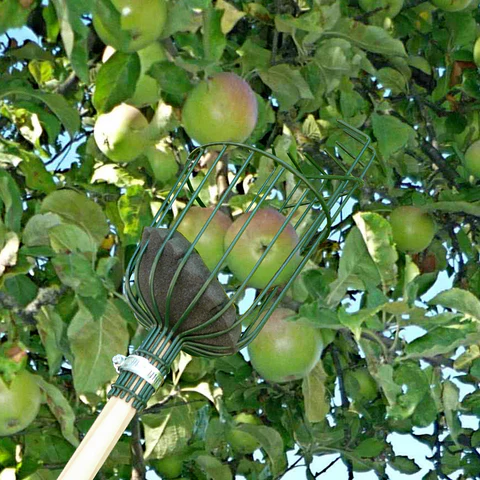 Apple Picker